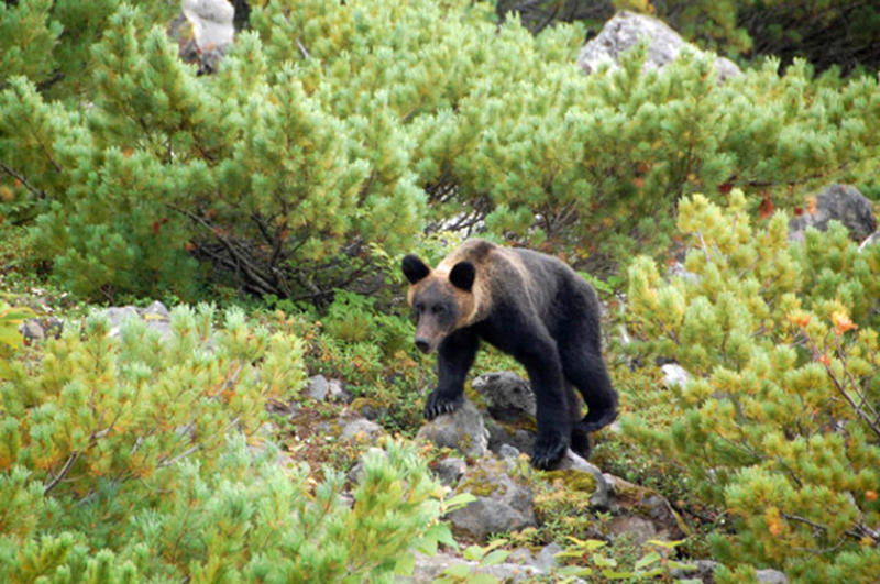 ■危険事例が増えていた, ■対策の基本は「クマと出会わないようにする」, ■見通しの悪い場所の前では声, ■クマよけスプレーの重要性, ■クマスプレーは事実上「唯一の道具」, ■警察・自衛隊で使用実績「カウンターアソールト」, ■安価な粗悪品も目立つ, ■幾度もクマと対峙してきた, ■クマスプレー「講習会」や「レンタル」も, ■最終手段は「戦う」ほかない, ■事故現場は見通しが悪い場所