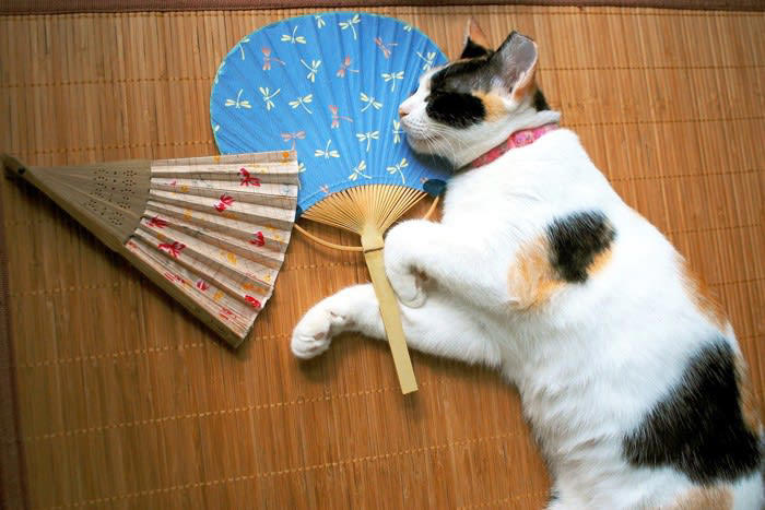 猫が好きな『冷たいもの』とは？, 2.冷やしたタオル, 3.冷蔵保存したおやつ, 4.氷を少量なめさせる, 冷たいものを猫に与えるときの3つの注意点