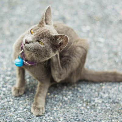 首輪をするメリット, 首輪をするデメリット, 猫のストレスになる, 事故につながる可能性がある, 皮膚病になる可能性がある, 首輪以外の個体識別法, 外見的特徴をまとめる, 行動的特徴をまとめる