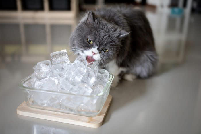 猫が好きな『冷たいもの』とは？, 2.冷やしたタオル, 3.冷蔵保存したおやつ, 4.氷を少量なめさせる, 冷たいものを猫に与えるときの3つの注意点