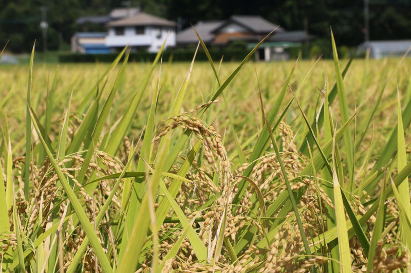 ■早場米の出荷が始まる, ■過熱する米の集荷競争, ■農家「5キロ3500～4000円で届けたい」, ■新米の価格「目に見えて下がることはない」, ■米相場の先行きが読めない, ■「小泉米」の売れ行きはよくない, ■米の価格は二極化が続く