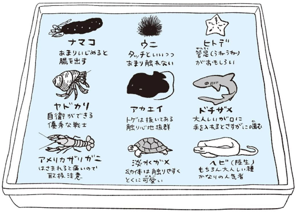 生きものたちの距離感を見る, 大水槽のイワシ搬入のタイミングは超重要, タッチプールの戦士たち, タッチプールを設ける理由