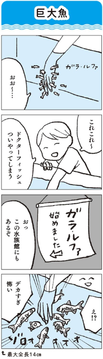 生きものたちの距離感を見る, 大水槽のイワシ搬入のタイミングは超重要, タッチプールの戦士たち, タッチプールを設ける理由
