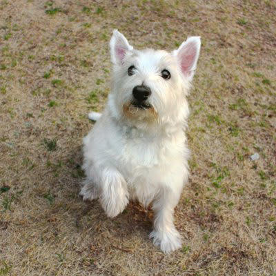 犬が指示されていないのにオテをする心理, 1.おやつがほしい, 2.お散歩に連れて行ってほしい, 3.褒めてもらいたい