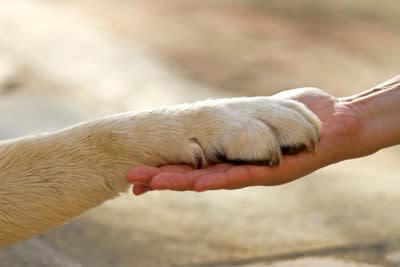 犬が指示されていないのにオテをする心理, 1.おやつがほしい, 2.お散歩に連れて行ってほしい, 3.褒めてもらいたい