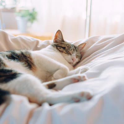 猫が人をバカにしていると感じさせる5つの行動, 1. 高い場所から見下ろす, 2. 呼んでも無視する, 3. わざと物を落とす, 4. じっとした冷たい視線, 5. 寝床をわざわざ飼い主の席にする, 実際はどう思っている？, 高い場所は安全確保と観察のため, 無視は反抗ではなく自分のペース, 物を落とすのは狩猟本能と好奇心, 視線は観察やコミュニケーションの一部, 飼い主の席は安心できる場所だから