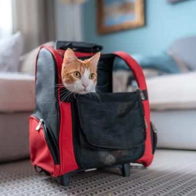 愛猫用の非常用持ち出し袋に入れるべきもの5つ, 1.フードと飲用水, 2.トイレ用品（簡易トイレ＋猫砂）, 3.キャリー用品一式, 4.ブランケットやバスタオル, 収納場所と管理のポイント