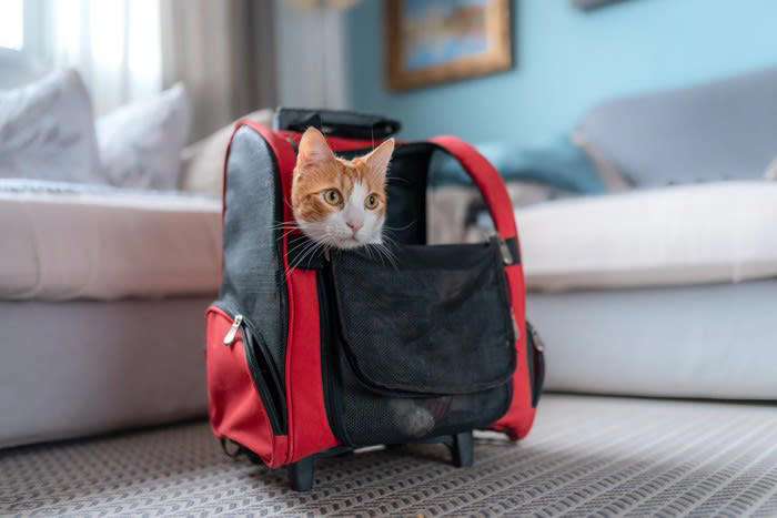 愛猫用の非常用持ち出し袋に入れるべきもの5つ, 1.フードと飲用水, 2.トイレ用品（簡易トイレ＋猫砂）, 3.キャリー用品一式, 4.ブランケットやバスタオル, 収納場所と管理のポイント
