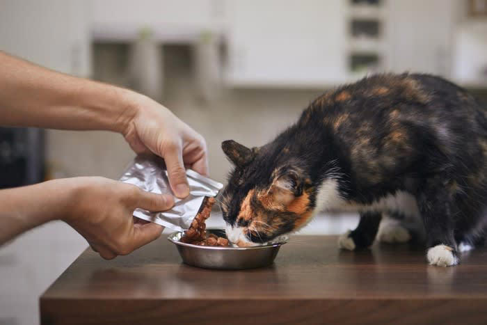 愛猫用の非常用持ち出し袋に入れるべきもの5つ, 1.フードと飲用水, 2.トイレ用品（簡易トイレ＋猫砂）, 3.キャリー用品一式, 4.ブランケットやバスタオル, 収納場所と管理のポイント