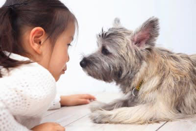 犬に対する無意識なNG行動, 1.黙ってジッと見つめ続けること, 2.叱るときに名前を呼ぶこと, 3.構いすぎること