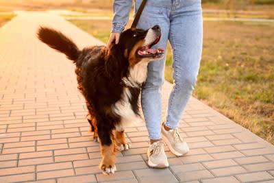 3.スキンシップ, 4.トレーニング, 1.日々のコミュニケーションを大切にする, 2.愛犬の反応を観察する, 3.メリハリのある対応をする