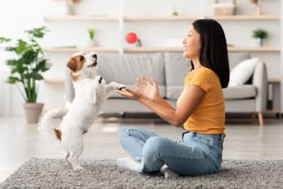 3.スキンシップ, 4.トレーニング, 1.日々のコミュニケーションを大切にする, 2.愛犬の反応を観察する, 3.メリハリのある対応をする