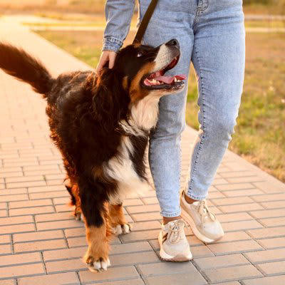 3.スキンシップ, 4.トレーニング, 1.日々のコミュニケーションを大切にする, 2.愛犬の反応を観察する, 3.メリハリのある対応をする