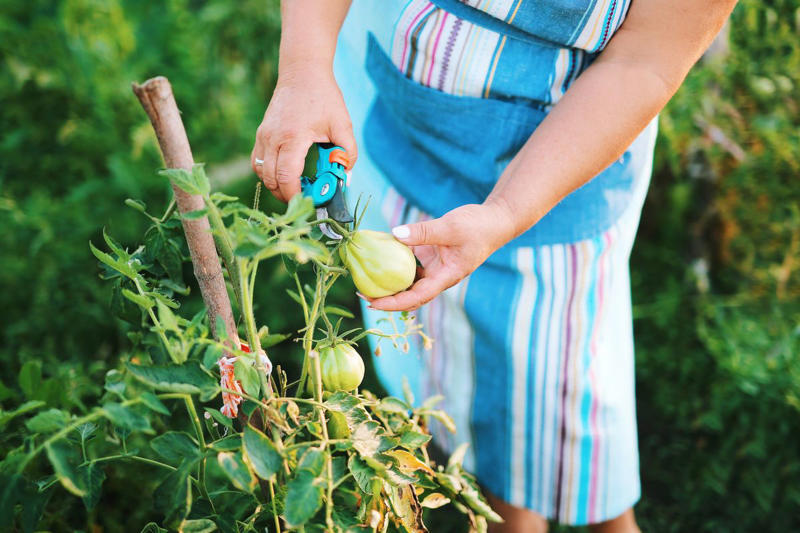 Why You Need to Prune Tomato Plants, When to Prune Tomato Plants, How to Prune Tomato Plants , How Often Should You Prune?, Essential Tools for Pruning Tomatoes, Pruning Tips for Different Types of Tomatoes, After You Prune Your Tomatoes, FAQs on Tomato Pruning