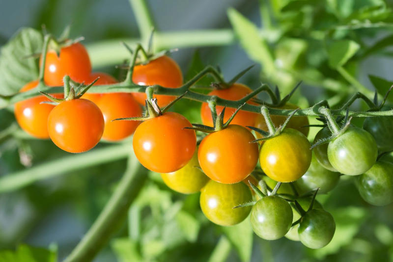 Why You Need to Prune Tomato Plants, When to Prune Tomato Plants, How to Prune Tomato Plants , How Often Should You Prune?, Essential Tools for Pruning Tomatoes, Pruning Tips for Different Types of Tomatoes, After You Prune Your Tomatoes, FAQs on Tomato Pruning