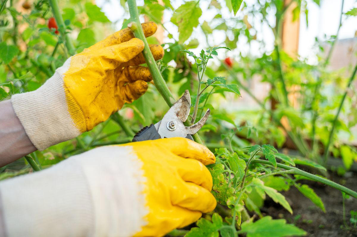 Why You Need to Prune Tomato Plants, When to Prune Tomato Plants, How to Prune Tomato Plants , How Often Should You Prune?, Essential Tools for Pruning Tomatoes, Pruning Tips for Different Types of Tomatoes, After You Prune Your Tomatoes, FAQs on Tomato Pruning