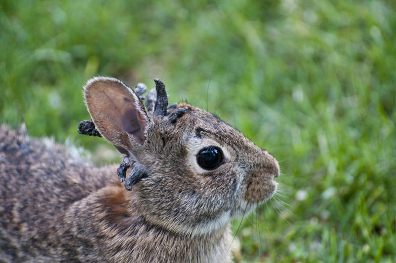 感染したウサギを見て恐怖を感じる, このウイルスとは一体何か？, ショープパピローマウイルス, ウサギ版は人間版を理解するのに役立つ, HPVはがんを引き起こす可能性がある, ヒトとウサギのパピローマウイルス, ノミ、ダニ、または蚊の刺咬, 温暖な気温に関連する感染症, 人間はウサギを触ってはいけない, コロラド州で観測史上最高気温を記録, 腫瘍は6か月後に消える, ウサギは感染症を自力で対処する, 野生ウサギは治療を受けない, 浸潤性扁平上皮がん, 野生のウサギはより強い抵抗力を持つ, 野生生物の追跡は難しい, 常識的な行動を呼びかける, 野生生物担当官にとって夏はいつも忙しい