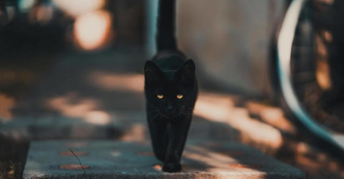 5 Interesting Reasons Why Cats Are Associated with Witchcraft 1. Night Vision Masters, 2. Ancient Deity Connections, 3. The Perfect Familiars, 4. Independent Spirit Kindred, 5. Victims of the Same Persecution