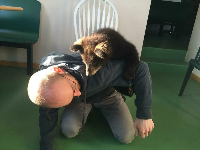 #27 Shoulder Cats? Nah, How About Shoulder Bear? #1 My Shoulder Buddy, #3 Hopefully Shoulder Kittens Count, #5 Behold The Glorious Whiskers Of Shoulder Cat, #7 I See Your Shoulder Cats. I Raise You Crown Cat, #11 I Don’t Have A Cat, So I Present My Shoulder Bun!, #15 She Was Purrty Proud Of My Accomplishment, #19 Do These Count As Shoulder Animals?, #23 Shoulder Cat Will Be Fun, They Said, #25 I See Your Shoulder Cat And Raise You A Beard Kitten, #27 Shoulder Cats? Nah, How About Shoulder Bear?, #29 How About Shoulder Sugar Gliders?, #31 Shoulder Birb, #33 My Dreams Of Having A Shoulder Cat Have Come True, #35 Does A Rottweiler Puppy Count, #37 Hope I'm Not Too Late To Raise You A Second Shoulder Cat, #39 Am I Too Late? Fern, The Sweetest Opossum!, #41 Do Shoulder Squirrels Count?, #43 Shoulder Dane Anyone?, #45 Shoulder Cat Or Cyclops?, #47 I Thought My Little Shoulder Protector Should Get A Turn Too!!