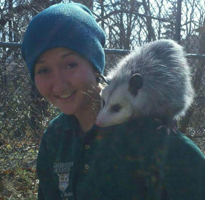 #39 Am I Too Late? Fern, The Sweetest Opossum! #1 My Shoulder Buddy, #3 Hopefully Shoulder Kittens Count, #5 Behold The Glorious Whiskers Of Shoulder Cat, #7 I See Your Shoulder Cats. I Raise You Crown Cat, #11 I Don’t Have A Cat, So I Present My Shoulder Bun!, #15 She Was Purrty Proud Of My Accomplishment, #19 Do These Count As Shoulder Animals?, #23 Shoulder Cat Will Be Fun, They Said, #25 I See Your Shoulder Cat And Raise You A Beard Kitten, #27 Shoulder Cats? Nah, How About Shoulder Bear?, #29 How About Shoulder Sugar Gliders?, #31 Shoulder Birb, #33 My Dreams Of Having A Shoulder Cat Have Come True, #35 Does A Rottweiler Puppy Count, #37 Hope I'm Not Too Late To Raise You A Second Shoulder Cat, #39 Am I Too Late? Fern, The Sweetest Opossum!, #41 Do Shoulder Squirrels Count?, #43 Shoulder Dane Anyone?, #45 Shoulder Cat Or Cyclops?, #47 I Thought My Little Shoulder Protector Should Get A Turn Too!!