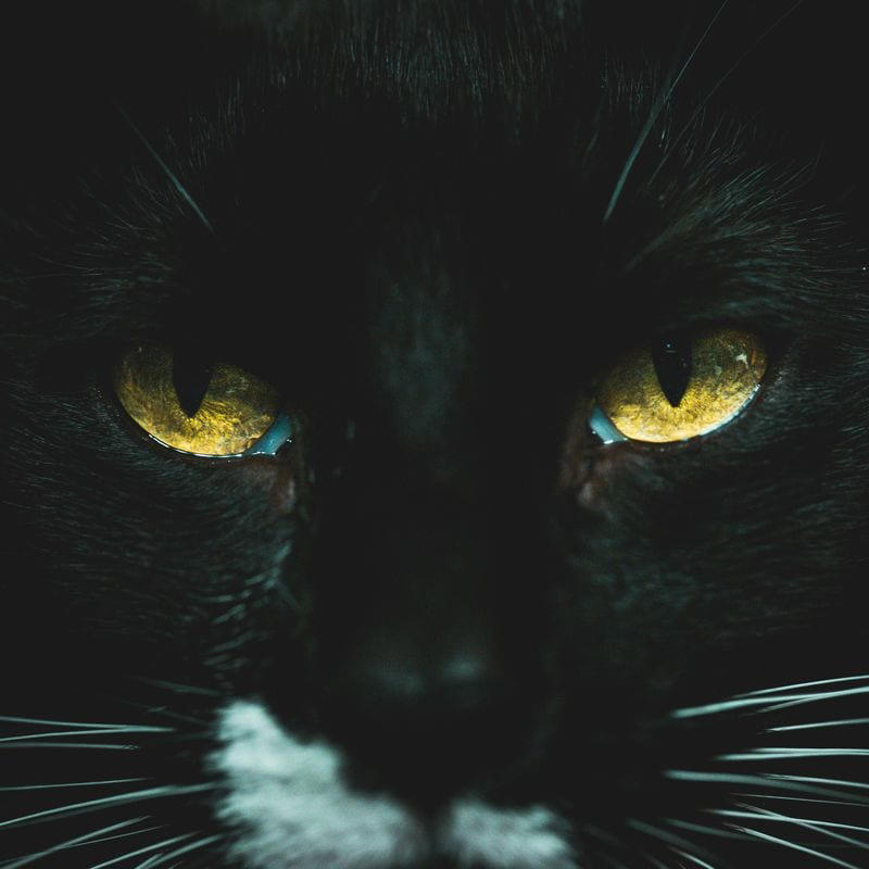 1. Night Vision Masters 1. Night Vision Masters, 2. Ancient Deity Connections, 3. The Perfect Familiars, 4. Independent Spirit Kindred, 5. Victims of the Same Persecution