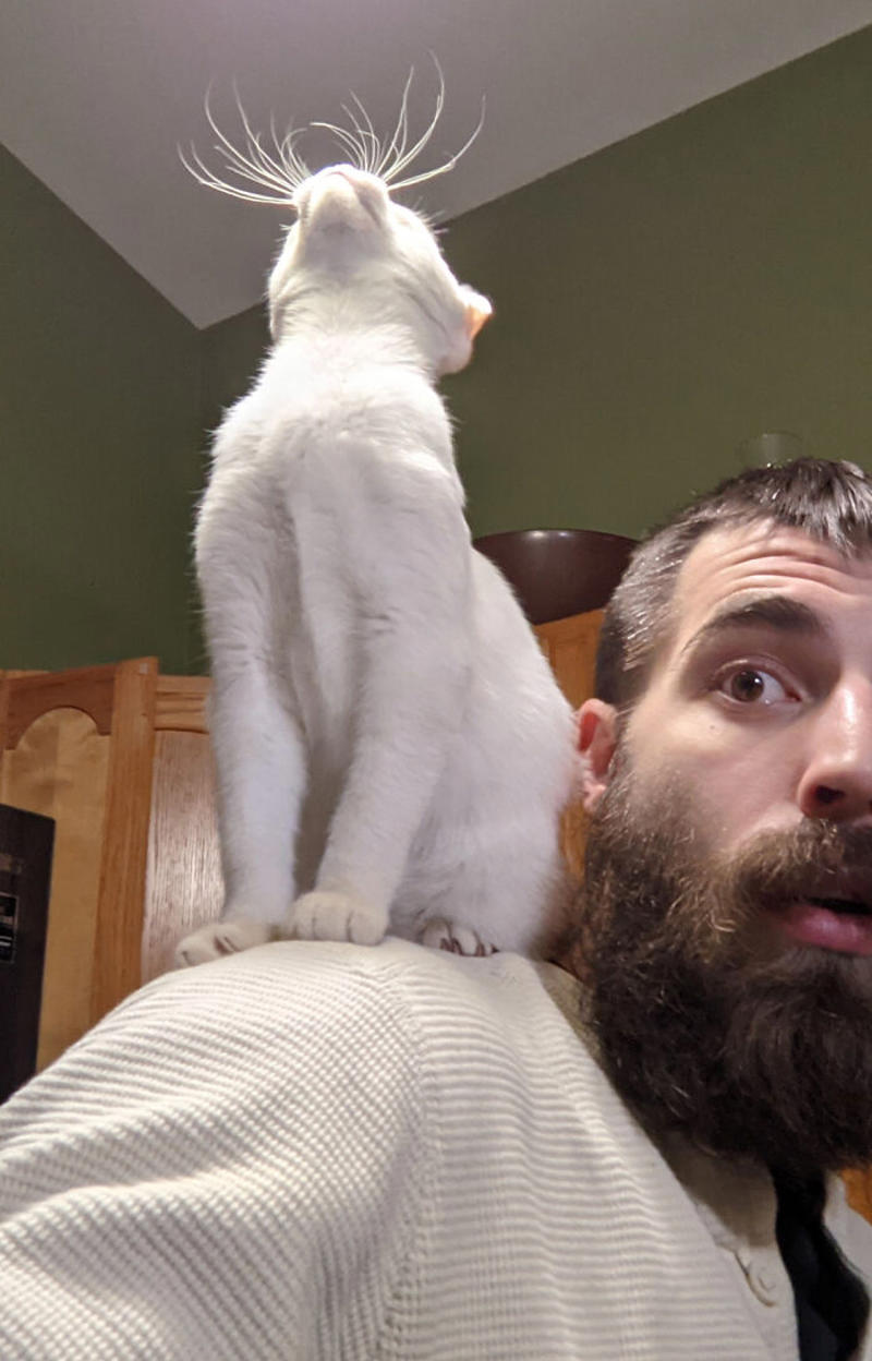 #5 Behold The Glorious Whiskers Of Shoulder Cat #1 My Shoulder Buddy, #3 Hopefully Shoulder Kittens Count, #5 Behold The Glorious Whiskers Of Shoulder Cat, #7 I See Your Shoulder Cats. I Raise You Crown Cat, #11 I Don’t Have A Cat, So I Present My Shoulder Bun!, #15 She Was Purrty Proud Of My Accomplishment, #19 Do These Count As Shoulder Animals?, #23 Shoulder Cat Will Be Fun, They Said, #25 I See Your Shoulder Cat And Raise You A Beard Kitten, #27 Shoulder Cats? Nah, How About Shoulder Bear?, #29 How About Shoulder Sugar Gliders?, #31 Shoulder Birb, #33 My Dreams Of Having A Shoulder Cat Have Come True, #35 Does A Rottweiler Puppy Count, #37 Hope I'm Not Too Late To Raise You A Second Shoulder Cat, #39 Am I Too Late? Fern, The Sweetest Opossum!, #41 Do Shoulder Squirrels Count?, #43 Shoulder Dane Anyone?, #45 Shoulder Cat Or Cyclops?, #47 I Thought My Little Shoulder Protector Should Get A Turn Too!!