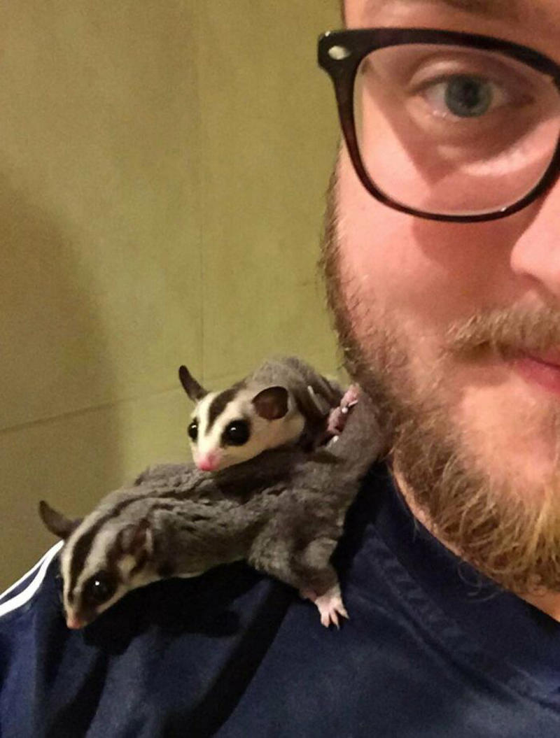 #29 How About Shoulder Sugar Gliders? #1 My Shoulder Buddy, #3 Hopefully Shoulder Kittens Count, #5 Behold The Glorious Whiskers Of Shoulder Cat, #7 I See Your Shoulder Cats. I Raise You Crown Cat, #11 I Don’t Have A Cat, So I Present My Shoulder Bun!, #15 She Was Purrty Proud Of My Accomplishment, #19 Do These Count As Shoulder Animals?, #23 Shoulder Cat Will Be Fun, They Said, #25 I See Your Shoulder Cat And Raise You A Beard Kitten, #27 Shoulder Cats? Nah, How About Shoulder Bear?, #29 How About Shoulder Sugar Gliders?, #31 Shoulder Birb, #33 My Dreams Of Having A Shoulder Cat Have Come True, #35 Does A Rottweiler Puppy Count, #37 Hope I'm Not Too Late To Raise You A Second Shoulder Cat, #39 Am I Too Late? Fern, The Sweetest Opossum!, #41 Do Shoulder Squirrels Count?, #43 Shoulder Dane Anyone?, #45 Shoulder Cat Or Cyclops?, #47 I Thought My Little Shoulder Protector Should Get A Turn Too!!