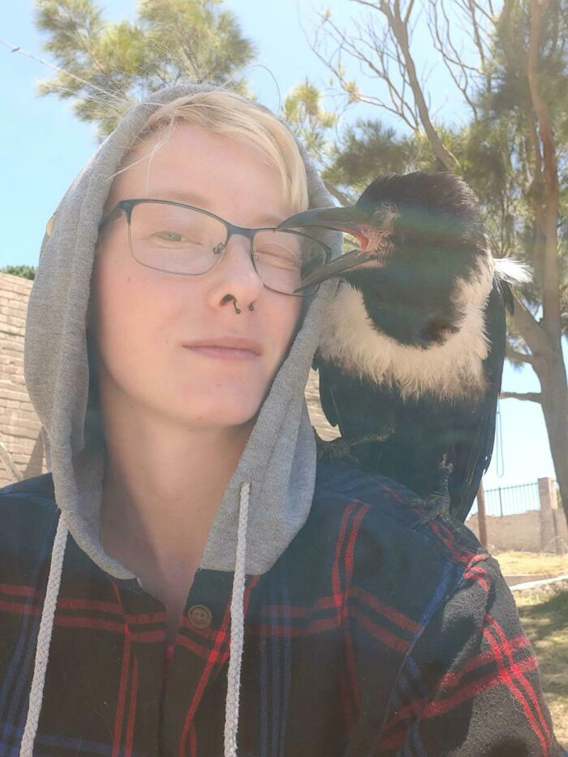 #13 Shoulder Animals Seem To Be Pretty Popular Nowadays. So Here's A Shoulder Crow! #1 My Shoulder Buddy, #3 Hopefully Shoulder Kittens Count, #5 Behold The Glorious Whiskers Of Shoulder Cat, #7 I See Your Shoulder Cats. I Raise You Crown Cat, #11 I Don’t Have A Cat, So I Present My Shoulder Bun!, #15 She Was Purrty Proud Of My Accomplishment, #19 Do These Count As Shoulder Animals?, #23 Shoulder Cat Will Be Fun, They Said, #25 I See Your Shoulder Cat And Raise You A Beard Kitten, #27 Shoulder Cats? Nah, How About Shoulder Bear?, #29 How About Shoulder Sugar Gliders?, #31 Shoulder Birb, #33 My Dreams Of Having A Shoulder Cat Have Come True, #35 Does A Rottweiler Puppy Count, #37 Hope I'm Not Too Late To Raise You A Second Shoulder Cat, #39 Am I Too Late? Fern, The Sweetest Opossum!, #41 Do Shoulder Squirrels Count?, #43 Shoulder Dane Anyone?, #45 Shoulder Cat Or Cyclops?, #47 I Thought My Little Shoulder Protector Should Get A Turn Too!!