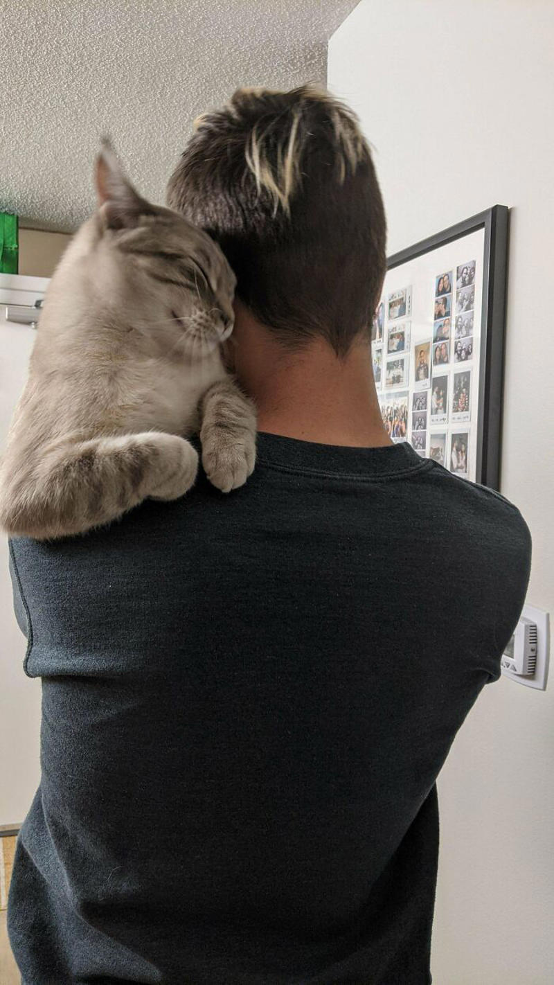 #21 He Always Climbs For A Hug After His Naps. Closest I Can Get To A Shoulder Cat #1 My Shoulder Buddy, #3 Hopefully Shoulder Kittens Count, #5 Behold The Glorious Whiskers Of Shoulder Cat, #7 I See Your Shoulder Cats. I Raise You Crown Cat, #11 I Don’t Have A Cat, So I Present My Shoulder Bun!, #15 She Was Purrty Proud Of My Accomplishment, #19 Do These Count As Shoulder Animals?, #23 Shoulder Cat Will Be Fun, They Said, #25 I See Your Shoulder Cat And Raise You A Beard Kitten, #27 Shoulder Cats? Nah, How About Shoulder Bear?, #29 How About Shoulder Sugar Gliders?, #31 Shoulder Birb, #33 My Dreams Of Having A Shoulder Cat Have Come True, #35 Does A Rottweiler Puppy Count, #37 Hope I'm Not Too Late To Raise You A Second Shoulder Cat, #39 Am I Too Late? Fern, The Sweetest Opossum!, #41 Do Shoulder Squirrels Count?, #43 Shoulder Dane Anyone?, #45 Shoulder Cat Or Cyclops?, #47 I Thought My Little Shoulder Protector Should Get A Turn Too!!