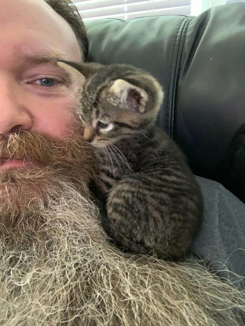 #25 I See Your Shoulder Cat And Raise You A Beard Kitten #1 My Shoulder Buddy, #3 Hopefully Shoulder Kittens Count, #5 Behold The Glorious Whiskers Of Shoulder Cat, #7 I See Your Shoulder Cats. I Raise You Crown Cat, #11 I Don’t Have A Cat, So I Present My Shoulder Bun!, #15 She Was Purrty Proud Of My Accomplishment, #19 Do These Count As Shoulder Animals?, #23 Shoulder Cat Will Be Fun, They Said, #25 I See Your Shoulder Cat And Raise You A Beard Kitten, #27 Shoulder Cats? Nah, How About Shoulder Bear?, #29 How About Shoulder Sugar Gliders?, #31 Shoulder Birb, #33 My Dreams Of Having A Shoulder Cat Have Come True, #35 Does A Rottweiler Puppy Count, #37 Hope I'm Not Too Late To Raise You A Second Shoulder Cat, #39 Am I Too Late? Fern, The Sweetest Opossum!, #41 Do Shoulder Squirrels Count?, #43 Shoulder Dane Anyone?, #45 Shoulder Cat Or Cyclops?, #47 I Thought My Little Shoulder Protector Should Get A Turn Too!!