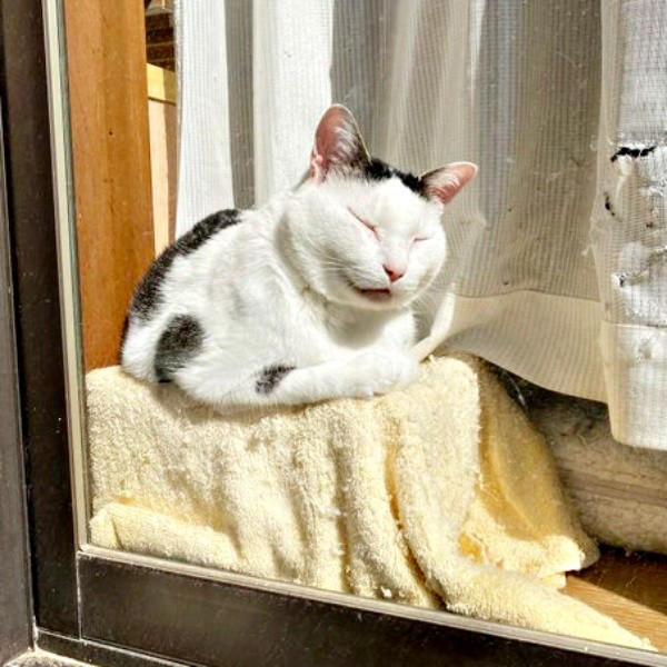 悲しげに鳴く子猫ーー根気よくケアを続けて, 膝の上で眠った瞬間に生まれた“信頼”, 小柄なのに存在感たっぷり！ 甘えん坊の11歳,  「しょうたがいてくれる幸せ」をかみしめて