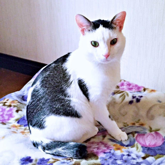 悲しげに鳴く子猫ーー根気よくケアを続けて, 膝の上で眠った瞬間に生まれた“信頼”, 小柄なのに存在感たっぷり！ 甘えん坊の11歳,  「しょうたがいてくれる幸せ」をかみしめて