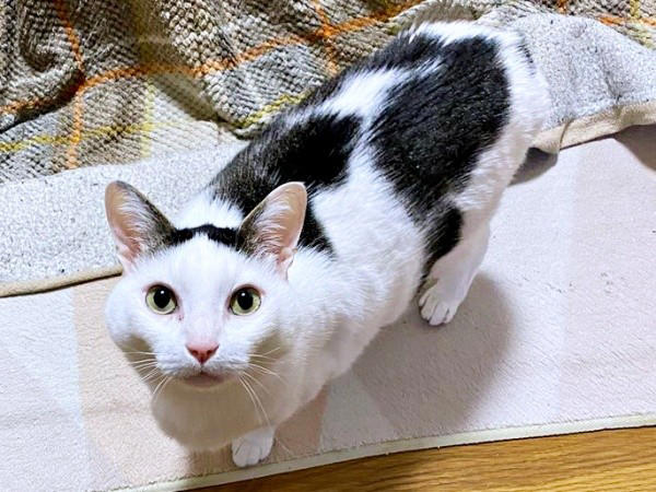 悲しげに鳴く子猫ーー根気よくケアを続けて, 膝の上で眠った瞬間に生まれた“信頼”, 小柄なのに存在感たっぷり！ 甘えん坊の11歳,  「しょうたがいてくれる幸せ」をかみしめて