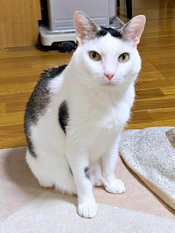 悲しげに鳴く子猫ーー根気よくケアを続けて, 膝の上で眠った瞬間に生まれた“信頼”, 小柄なのに存在感たっぷり！ 甘えん坊の11歳,  「しょうたがいてくれる幸せ」をかみしめて
