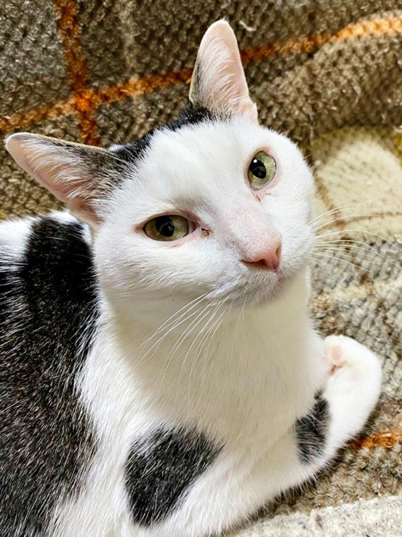 悲しげに鳴く子猫ーー根気よくケアを続けて, 膝の上で眠った瞬間に生まれた“信頼”, 小柄なのに存在感たっぷり！ 甘えん坊の11歳,  「しょうたがいてくれる幸せ」をかみしめて