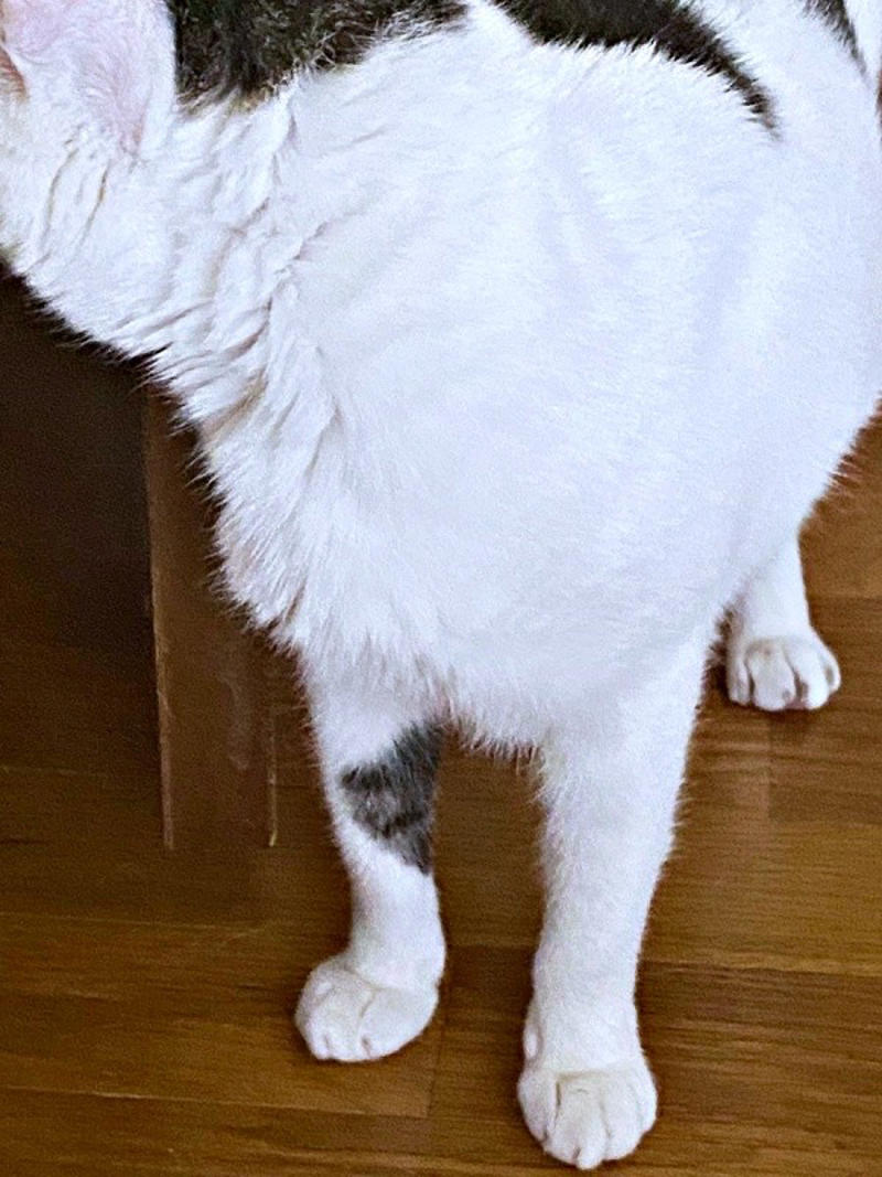 悲しげに鳴く子猫ーー根気よくケアを続けて, 膝の上で眠った瞬間に生まれた“信頼”, 小柄なのに存在感たっぷり！ 甘えん坊の11歳,  「しょうたがいてくれる幸せ」をかみしめて