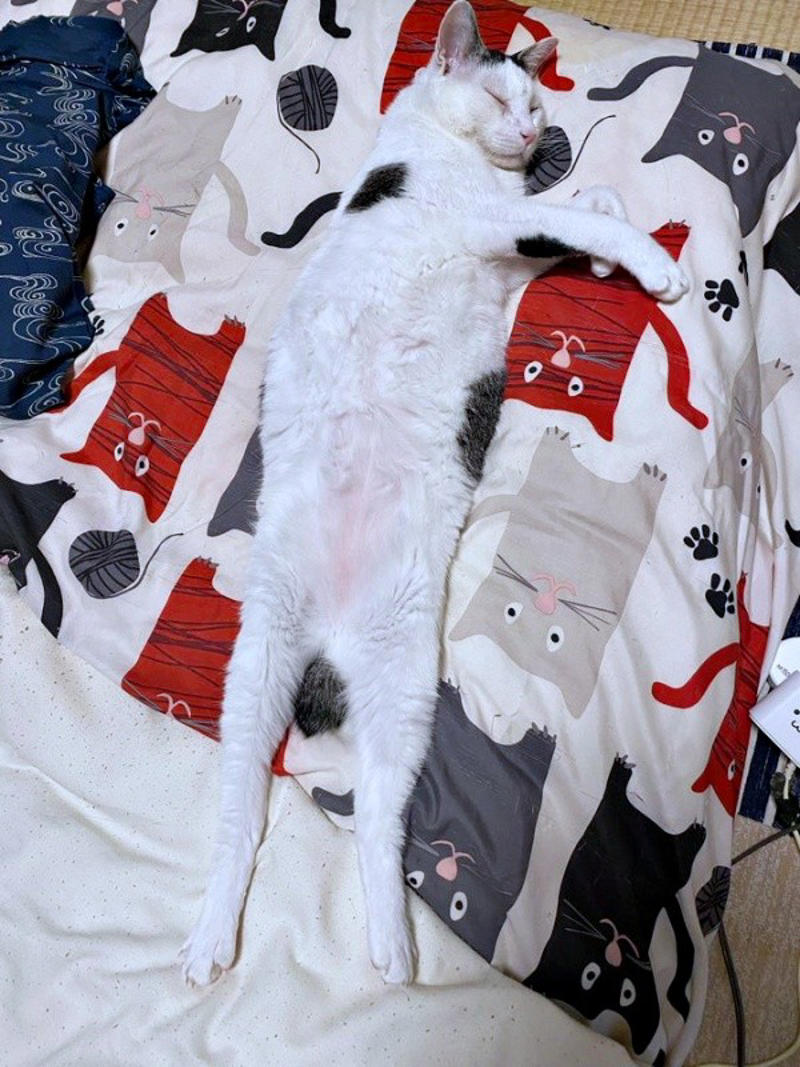 悲しげに鳴く子猫ーー根気よくケアを続けて, 膝の上で眠った瞬間に生まれた“信頼”, 小柄なのに存在感たっぷり！ 甘えん坊の11歳,  「しょうたがいてくれる幸せ」をかみしめて