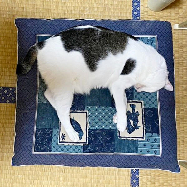 悲しげに鳴く子猫ーー根気よくケアを続けて, 膝の上で眠った瞬間に生まれた“信頼”, 小柄なのに存在感たっぷり！ 甘えん坊の11歳,  「しょうたがいてくれる幸せ」をかみしめて