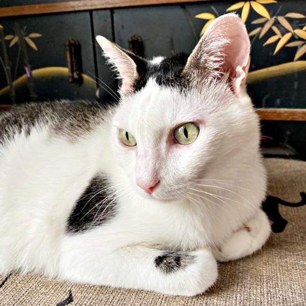悲しげに鳴く子猫ーー根気よくケアを続けて, 膝の上で眠った瞬間に生まれた“信頼”, 小柄なのに存在感たっぷり！ 甘えん坊の11歳,  「しょうたがいてくれる幸せ」をかみしめて