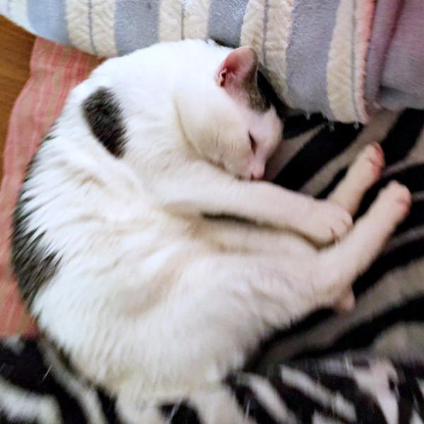 悲しげに鳴く子猫ーー根気よくケアを続けて, 膝の上で眠った瞬間に生まれた“信頼”, 小柄なのに存在感たっぷり！ 甘えん坊の11歳,  「しょうたがいてくれる幸せ」をかみしめて