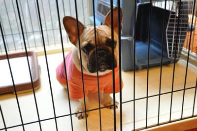 犬の室内飼育は当たり前に, 室内犬に絶対してはいけないNG行為とは？, 1.室内環境を整えない, 2.ケージに入れっぱなし, 3.ストレス発散が不十分, 4.愛犬をかまい過ぎる