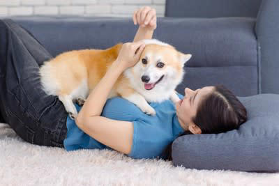 犬の室内飼育は当たり前に, 室内犬に絶対してはいけないNG行為とは？, 1.室内環境を整えない, 2.ケージに入れっぱなし, 3.ストレス発散が不十分, 4.愛犬をかまい過ぎる