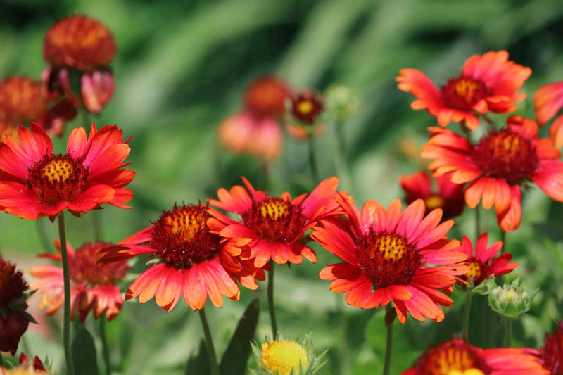 Selecting Perennials That Will Spread In Your Garden, Agastache, Coreopsis, Kniphofia, Perennial Geranium, Bee Balm, Blanket Flower