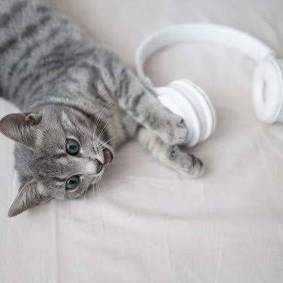 1.猫も音楽を聴くとストレス解消になる, 2.猫にも好きな音楽と嫌いな音楽がある, 3.猫は音楽を覚える, 猫に音楽を聴かせる際の注意点とおすすめの曲