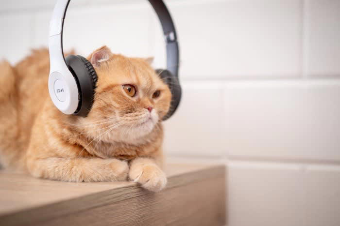 1.猫も音楽を聴くとストレス解消になる, 2.猫にも好きな音楽と嫌いな音楽がある, 3.猫は音楽を覚える, 猫に音楽を聴かせる際の注意点とおすすめの曲