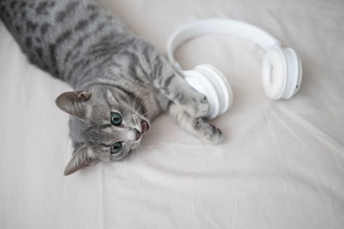 1.猫も音楽を聴くとストレス解消になる, 2.猫にも好きな音楽と嫌いな音楽がある, 3.猫は音楽を覚える, 猫に音楽を聴かせる際の注意点とおすすめの曲