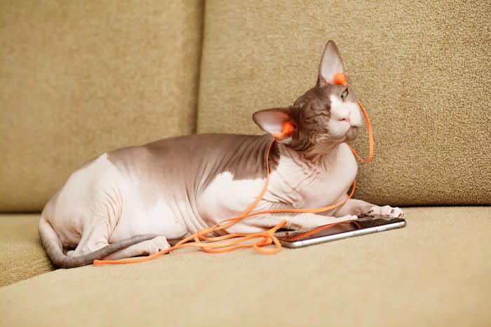 1.猫も音楽を聴くとストレス解消になる, 2.猫にも好きな音楽と嫌いな音楽がある, 3.猫は音楽を覚える, 猫に音楽を聴かせる際の注意点とおすすめの曲