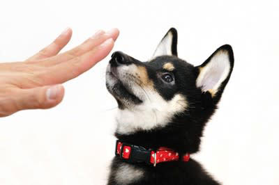 犬に『ダメ！』を教えるときの間違った使い方5選, 1.感情的に大声で怒鳴る, 2.暴力を加えながら伝える, 3.後から思い出したように伝える, 4.笑顔で間伸びした声で伝える, 5.長々と説教するように伝える, 犬に「ダメ」を伝える正しい方法は？