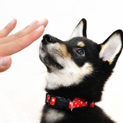 犬に『ダメ！』を教えるときの間違った使い方5選, 1.感情的に大声で怒鳴る, 2.暴力を加えながら伝える, 3.後から思い出したように伝える, 4.笑顔で間伸びした声で伝える, 5.長々と説教するように伝える, 犬に「ダメ」を伝える正しい方法は？