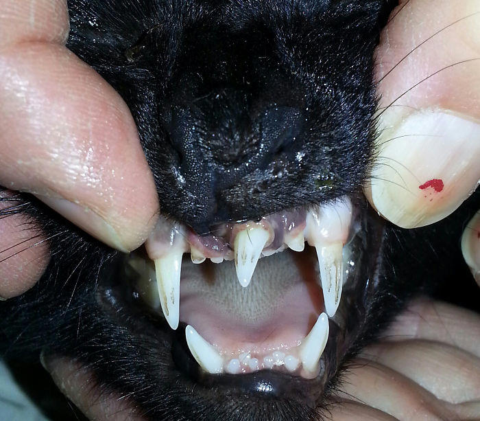 #31 At Work Today We Literally Had A Mutant Cat Come Through... Extra Canine Tooth, Strongly Rooted #3 Ren Is A Polydactyl With 6 Toes On Each Foot, #5 My Sister Found This Adorable Guy With Extra Toes, #9 Polydactyl Maine Coon, #13 My Cat Is Polydactyl And Has 26 Toes. So I Named Him Toes, #15 Doubled Fangs Of a kitten, #17 Got My Cat Wholesale And He Came With 75% Extra Beans, #19 Say Hi To Our New Kitten Maximillion! He's A Polydactyl Siamese, #21 Sleepy Polydactyl Kitten With An Extra 6 Toes, #23 This Kitten With 7 Beans!, #27 My Polydactyl Kitty Stella, #29 My Friend's Polydactyl Half-Lynx Kitten. Her Name Is Nimh, #33 My Kitten Showing Off Her Polydactyl Toe Beans, #37 This Is Migi, Our Polydactyl 6-Year-Old Cat
